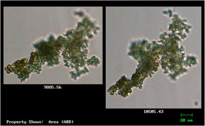 Newly isolated strains of potentially microcystin-producing cyanobacteria in potable water: case study of Mawoni village, South Africa